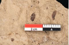 Foto (Detailansicht) von Pinus palaeostrobus Ettingshausen (NHMW-GEO-2024-0188-8259)